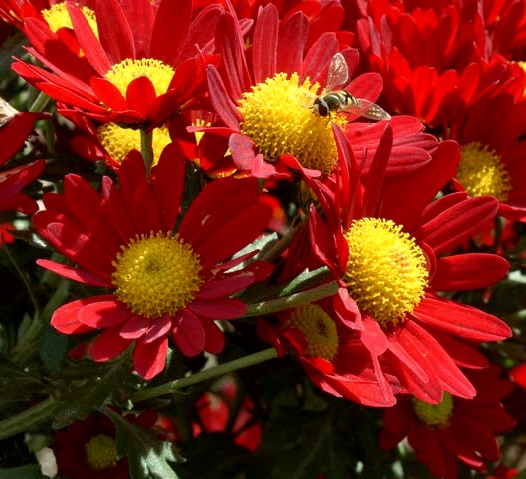 Хризантема красная