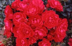 Роза 'Разбери Ройэль' (почвопокровная) (красная)