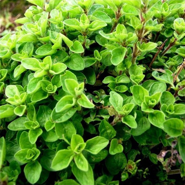 Майоран садовый 'Байкал'