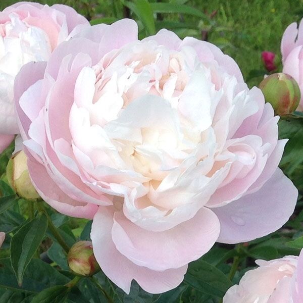 Пион травянистый 'Мери Никольс' (бело-розовый)