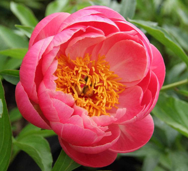 Пион молочноцветковый 'Корал Сансет' (кораловый)