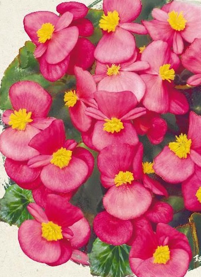 Бегония изящная 'Амбассадор Роуз' (розовая, зеленый лист)