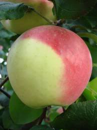 Яблоня домашняя 'Анис Свердловский'