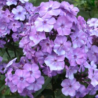 Флокс метельчатый 'Блу Парадайз'