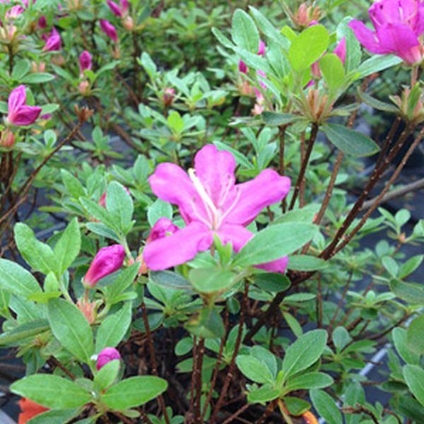 Рододендрон тупой (азалия) 'Диамант Энзианблау' (лилово-розовый)