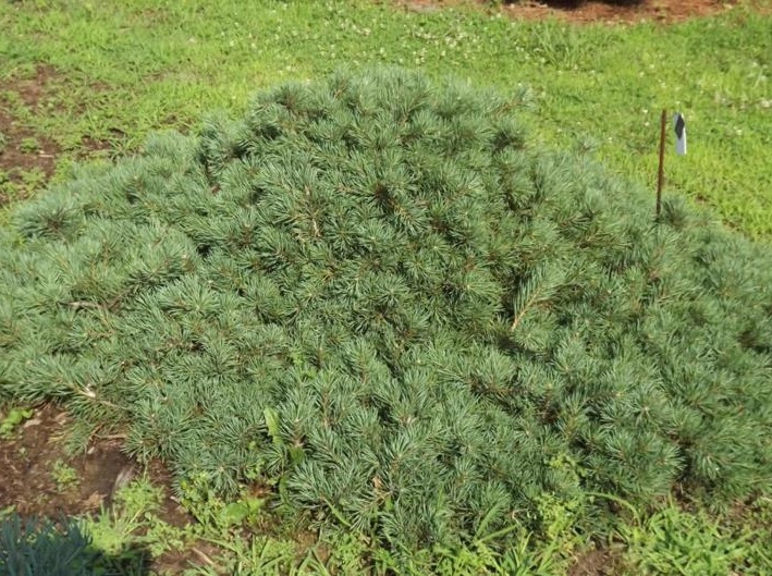 Сосна обыкновенная 'Репенс'