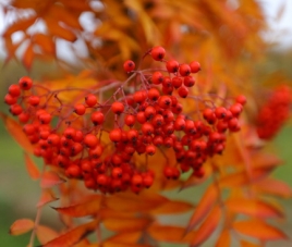 Скидка 30% на Рябину