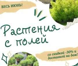 Скидка на растения 30% в июне 2020