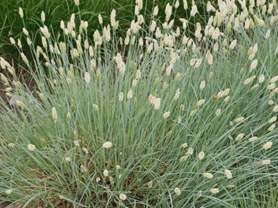 Сеслерия блестящая