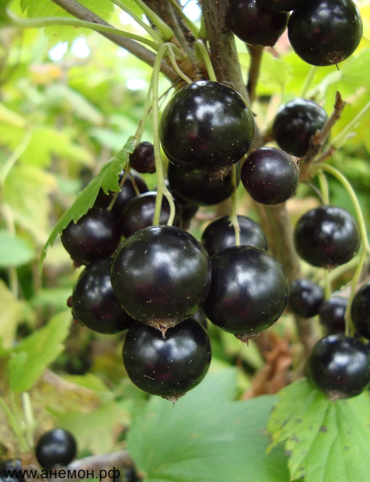 Смородина черная 'Жемчужная'