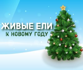 Живые ели на Новый год