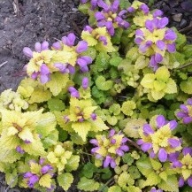 Яснотка пятнистая 'Ауреум'