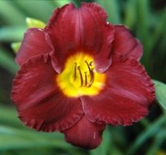 Лилейник гибридный 'Раджа'