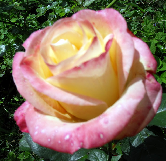 Роза 'Бела Перла' (чайно-гибридная) (желтая с розовым)