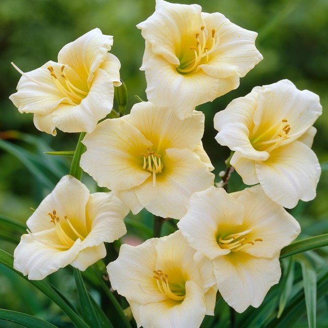 Лилейник гибридный 'Лонгфилдс Перл'