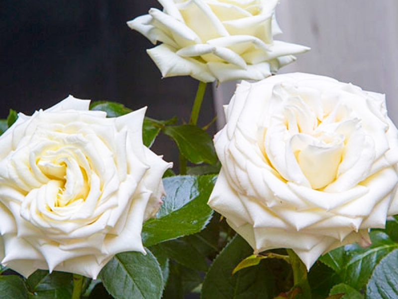 Роза 'Айл оф Уайт' (чайно-гибридная) (белая)