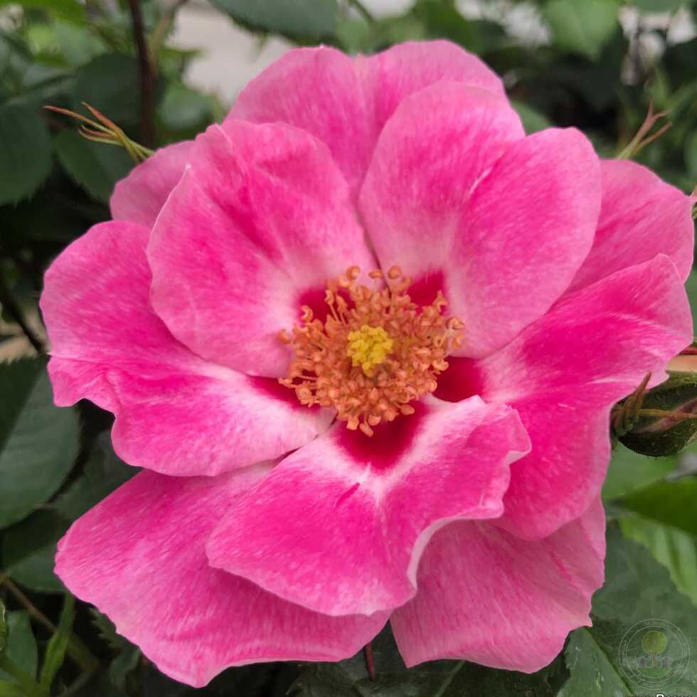 Роза 'Си Ю Ин Роуз' (гибрид розы персидской) (розовая)