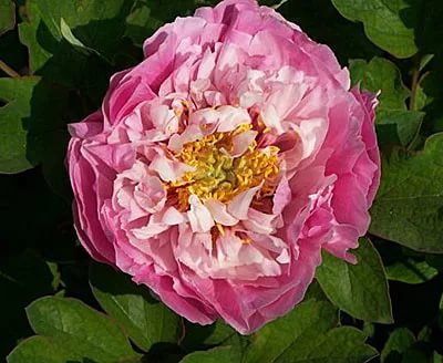 Пион древовидный 'Колорфул батерфлай' (розовый с белым)