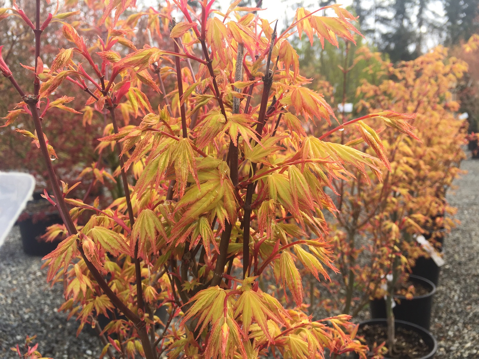 Клен веерный (пальмолистый) 'Оранж Дрим'