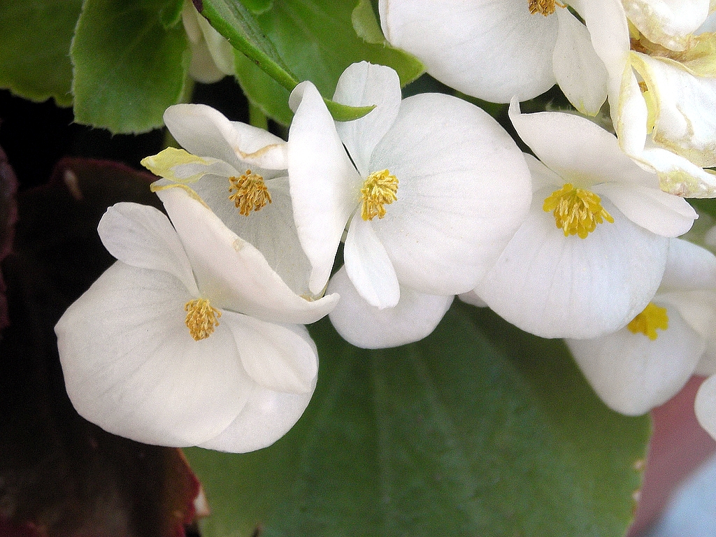 Бегония изящная 'Лотто Уайт' (белая с зеленым листом)