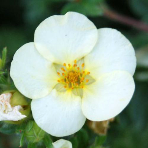 Лапчатка кустарниковая 'Тилфорд Крим'