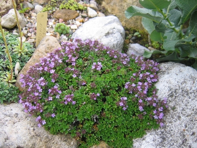 Тимьян (чабрец) ползучий