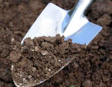 Что нужно знать о почвах садоводам и ландшафтникам