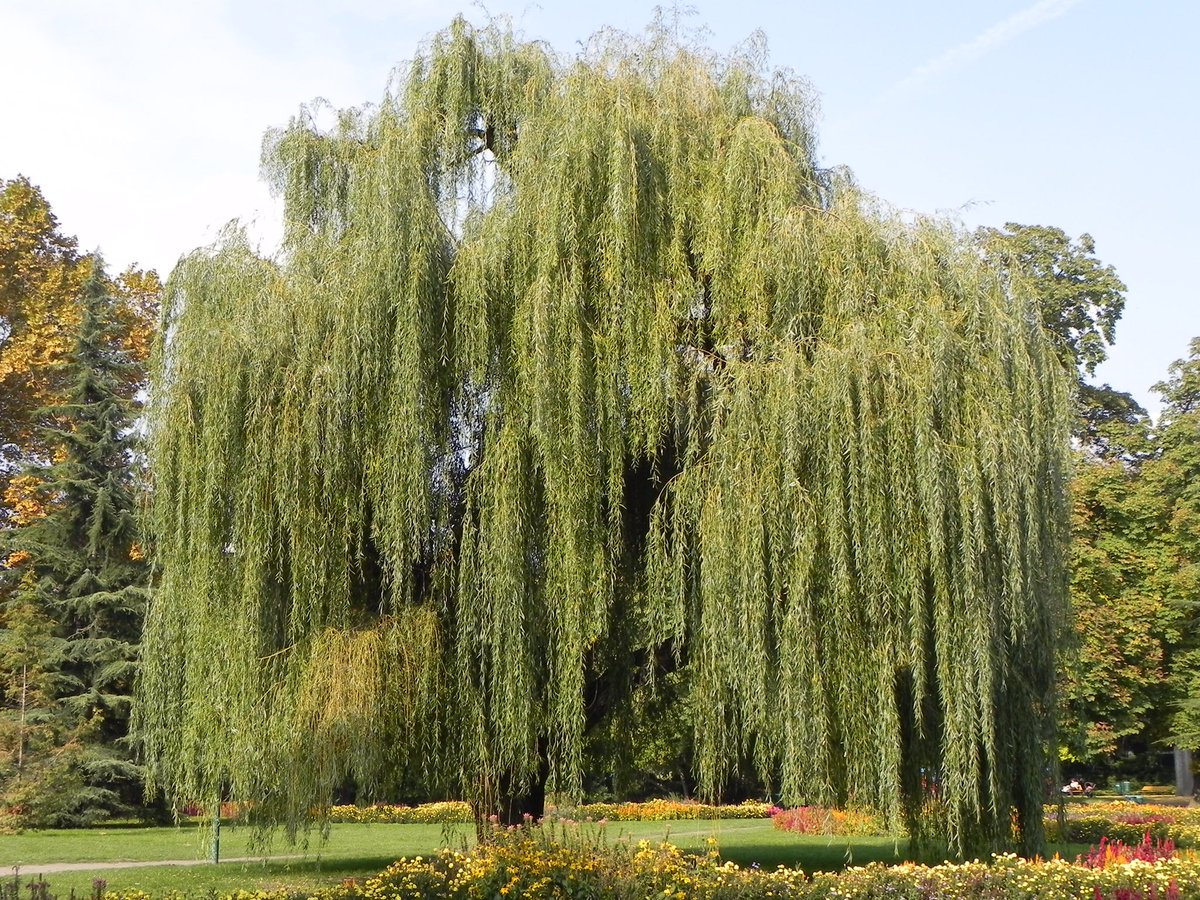 Ива гибридная (белая) 'Водопад'