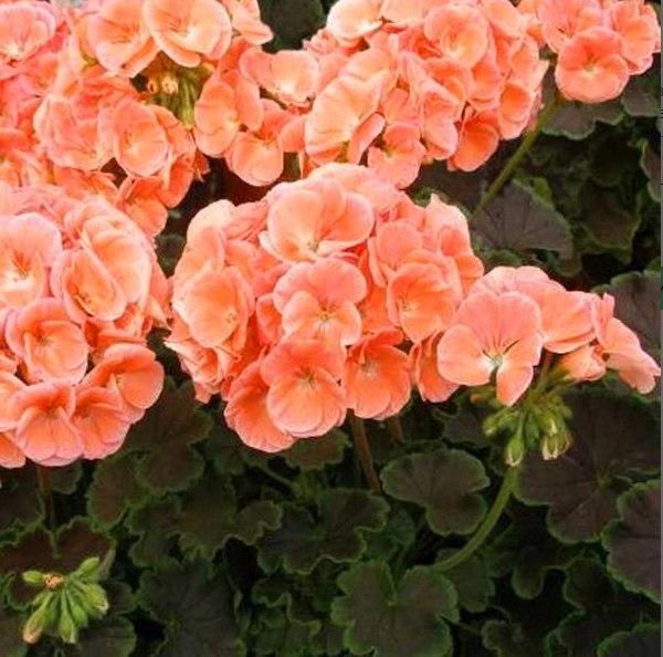 Пеларгония садовая 'Кастелло Сорен' (лососевый)