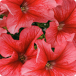 Петуния (сурфиния) гибридная 'Танго Салмон' (лососевая)