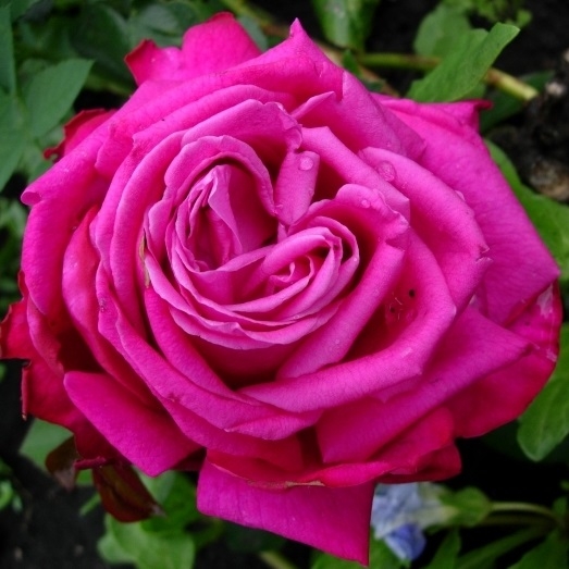 Роза 'Дуфтрауш' (чайно-гибридная) (пурпурная)