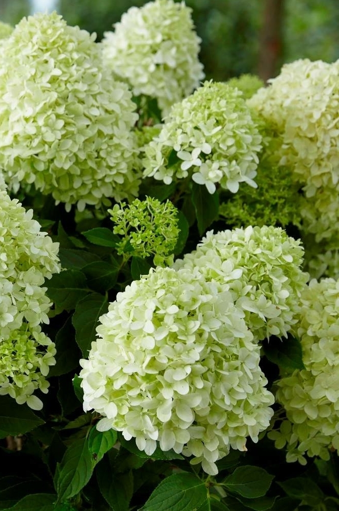 Гортензия метельчатая 'Пандора'