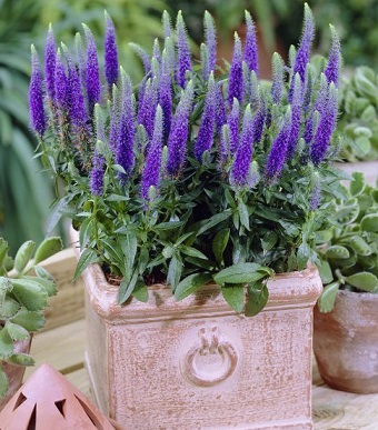 Вероника колосковая 'Алстэ Блу Двоф' (синяя)