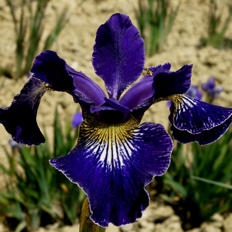 Ирис сибирский 'Рафлс Плюс'