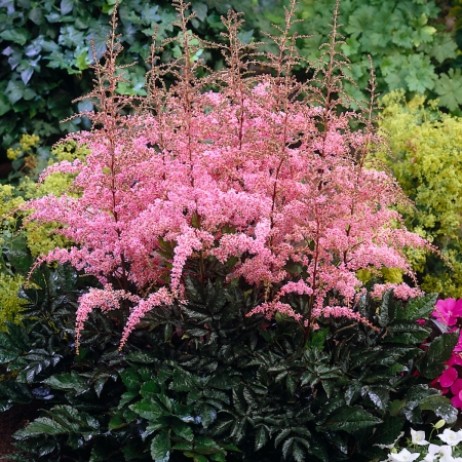 Астильба Арендса 'Фламинго' (розовая)