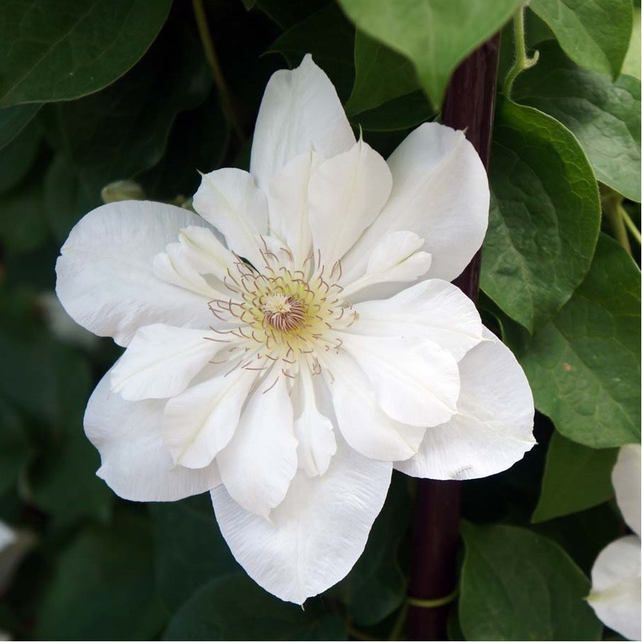 Клематис 'Ежи Попелушко'