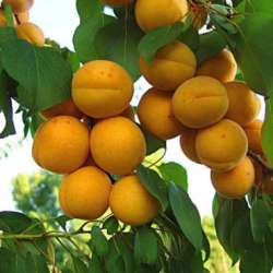 Абрикос 'Погремок'