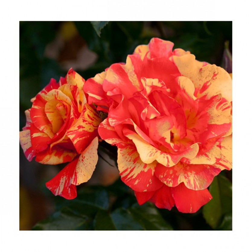 Роза 'Сорбет Фрюите' (плетистая) ( оранжево-красная)