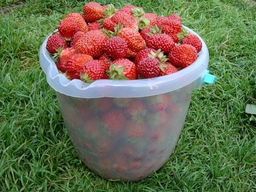Земляника (клубника) 'Редгонтлит'