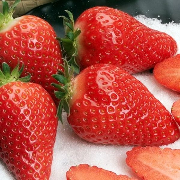 сорт земляники альба сорт земляники альба