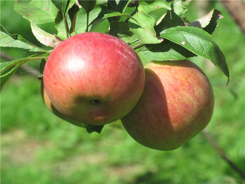 Яблоня домашняя 'Красавица Москвы'