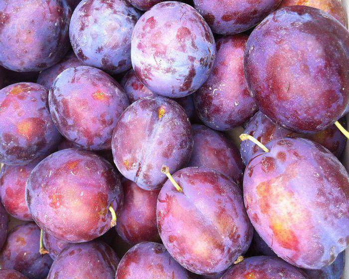 Слива 'Президент'