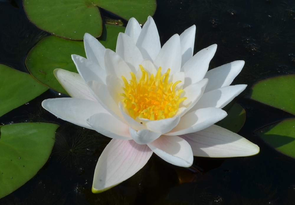 Нимфея белая