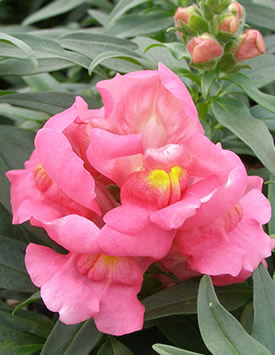 Антирринум компактный (Львиный зев) 'Монтего Роуз Биколор' (розовый двухцветный)