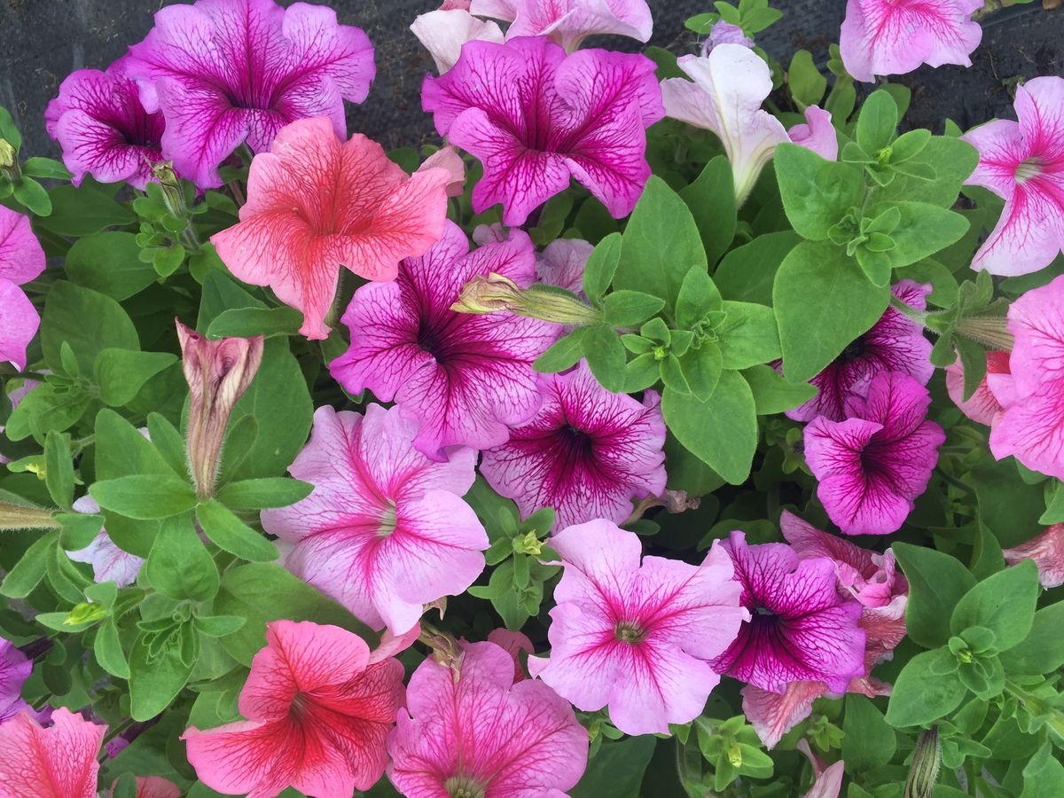 Петуния (сурфиния) гибридная 'Дедди Формула Микс' (смесь)