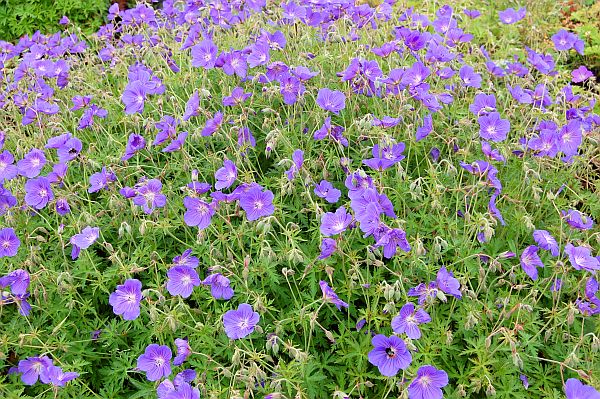 Герань гибридная 'Орион'