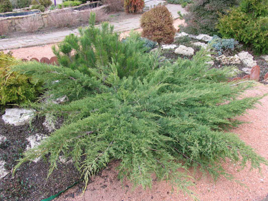 Можжевельник казацкий 'Там Но Блайт'