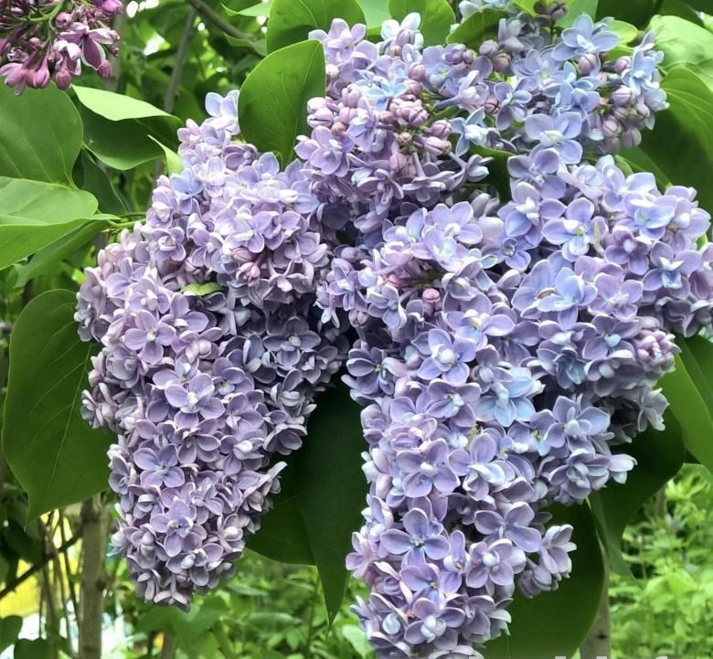 Сирень обыкновенная 'Президент Греви' (лиловые)