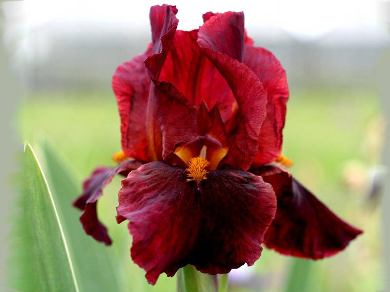 Ирис германский (бородатый) 'Ред Зингер' 