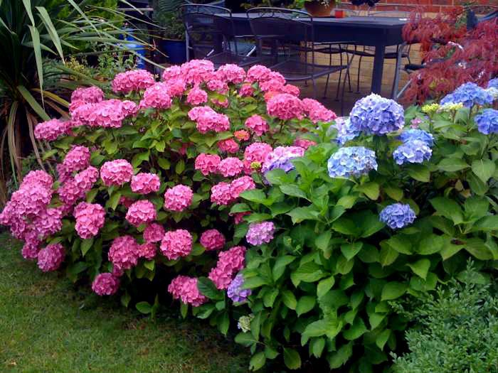 Гортензия крупнолистная